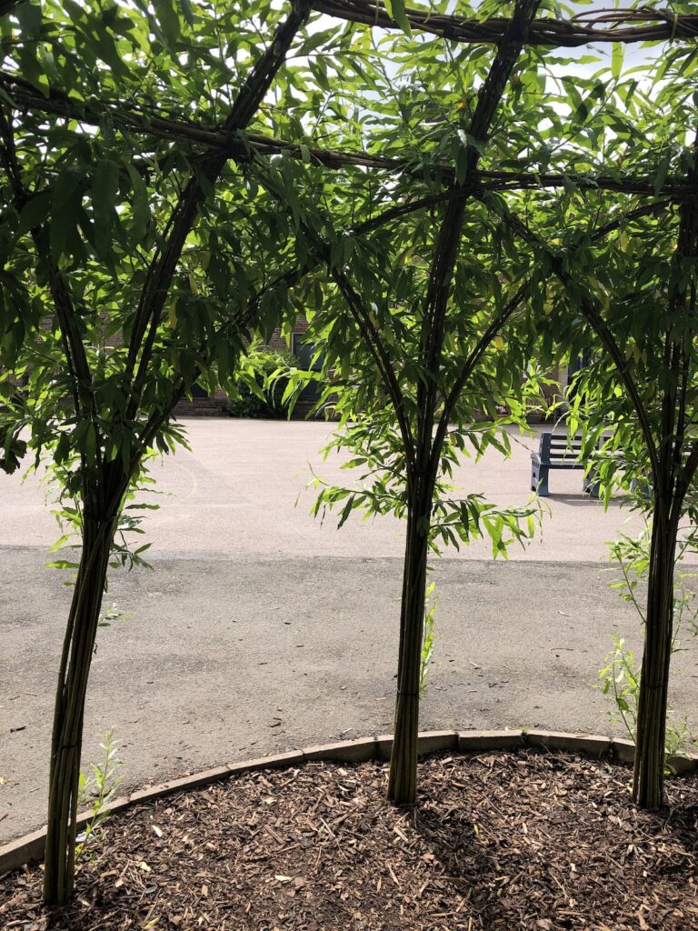King David school - inside the willow dome