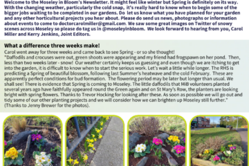 Welcome to the Moseley in Bloom’s Newsletter. It might feel like winter but Spring is definitely on its way. With the changing weather, particularly the cold snap, it's really hard to know when to begin some of the bigger jobs waiting to be completed in our gardens. Do let us know what you have planned for your garden and any other horticultural projects you hear about. Please do send us news, photographs or information about events to come to doctorcarolmiller@gmail.com. We saw some great images on Twitter of snowy scenes across Moseley so please do tag us in @moseleyinbloom. We look forward to hearing from you, Carol Miller and Kerry Jenkins, Joint Editors. "What a difference three weeks makes" - Carol went away for three weeks and came back to see Spring - or so she thought! Daffodils and crocuses were out, green shoots were appearing and my friend had frogspawn on her pond. Then, less than two weeks later - snow! Our weather certainly keeps us guessing and even though we are itching to get into the garden, it is difficult to know when to start the serious work. Let’s wait a little while longer. The RHS is predicting a Spring of beautiful blossom, following last Summer’s heatwave and the cold February. These are apparently perfect conditions for bud formation. The flowering period may be later but longer than usual. We shall see! There is evidence that Spring is coming to Moseley. The little daffodils that MiB volunteers planted several years ago have faithfully appeared round the Green again and on St Mary’s Row, the planters are looking bright with spring flowers. Thanks to Trevor Hocking for looking after these. As soon as possible we will go out and tidy some of our other planting projects and we will consider how we can brighten up Moseley still further. RHS New shoots initiative - Do you know any secondary school students who might be interested in a career in horticulture? The Royal Horticultural Society (RHS) is aiming to increase diversity and tackle the skills shortage in horticulture by raising the profile of careers available and by encouraging learners from all backgrounds into horticulture. For more information go to: https://www.rhs.org.uk/education-learning. RHS also offer work experience opportunities at a number of their gardens, and you can find out more by visiting their website. Find Moseley in Bloom on Facebook and Twitter - @moseleyinbloom and on Instagram - @moseley_in_bloom and more information is available on our website at https://www.moseleyinbloom.org.uk/