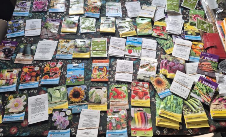 Moseley in Bloom Free Seeds for Schools