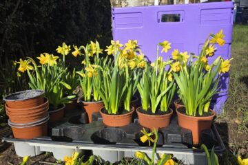 Moseley Village Green Tete-a-Tetes